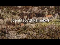 identits_attikamekws